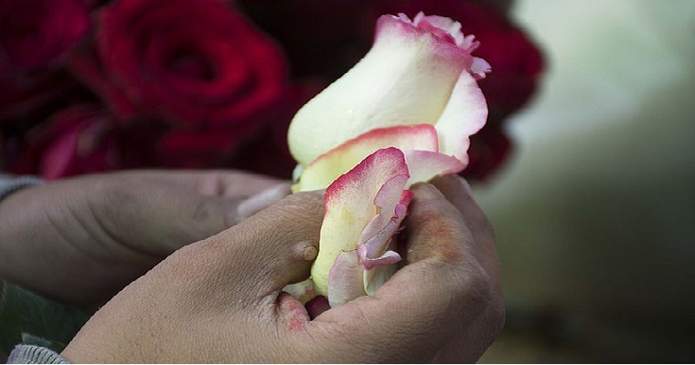 Bacterias contribuyen a controlar el moho gris en las rosas