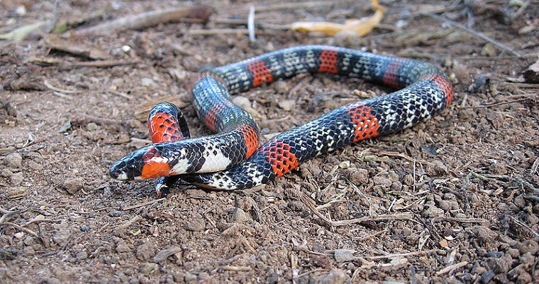 Serpientes buscan refugio en escombros y lugares cálidos
