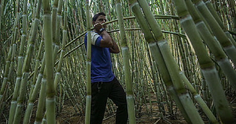 Cultivadores de caña deben conservar los controladores biológicos