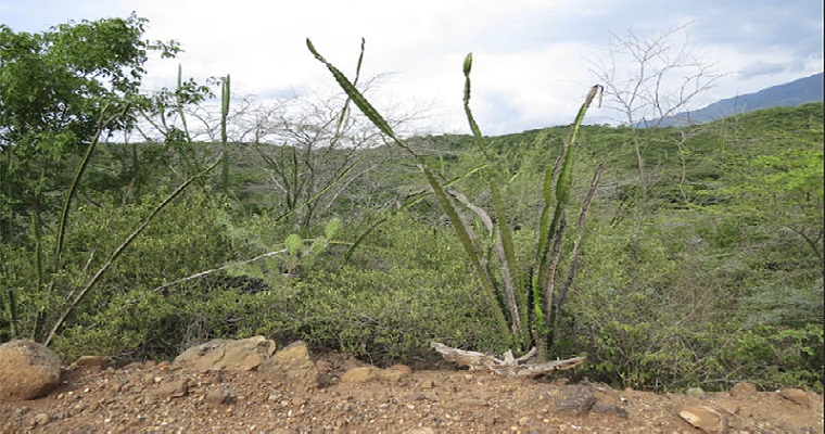 Bosque seco tropical de Chaguaní urge estrategias de conservación