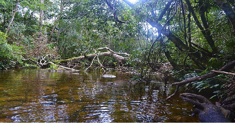 Deforestación en La Lindosa afecta diversidad acuática