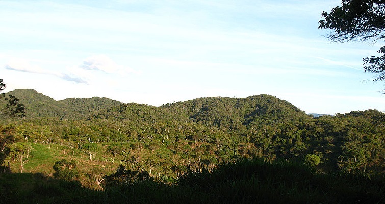 Vegetación de América migra por el calentamiento global