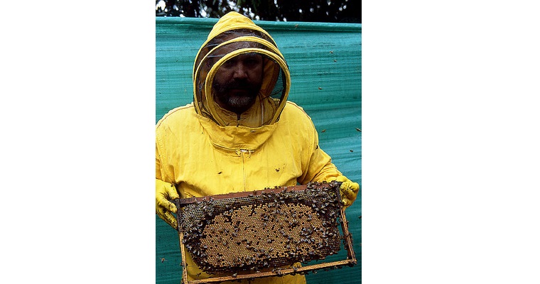 Avispones gigantes ponen en riesgo ecosistemas