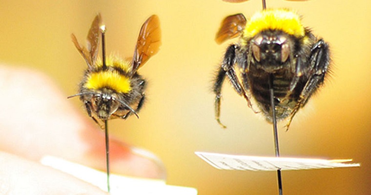 Abejorros de Colombia estarían amenazados