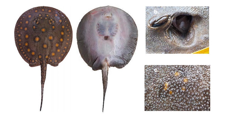 Determinan talla de madurez para comercializar rayas