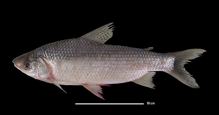 Bocachico sufre cambios genéticos por malas prácticas de repoblamiento