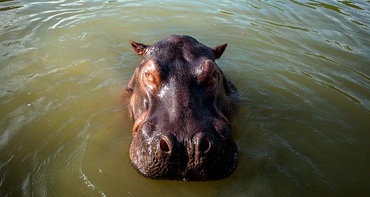 Longevidad, el otro problema de los hipopótamos del Magdalena