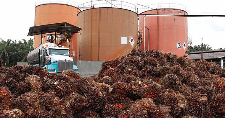 Residuos de palma africana se aprovecharían como biofertilizante