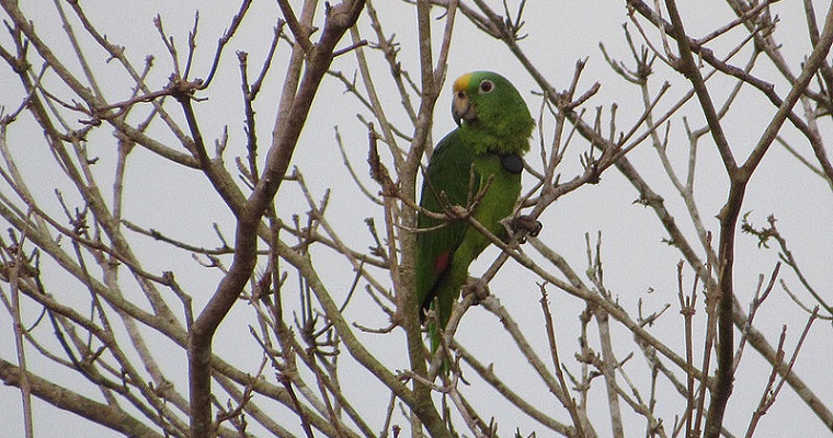 Cambios en el paisaje afectaría salud de fauna silvestre