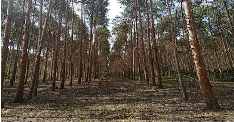 UNAL impulsa el único Programa de Protección Forestal del país