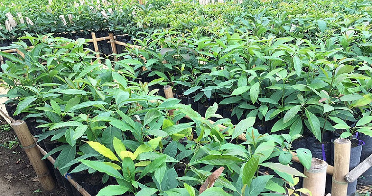 Tres microorganismos mejoran crecimiento de aguacate Hass