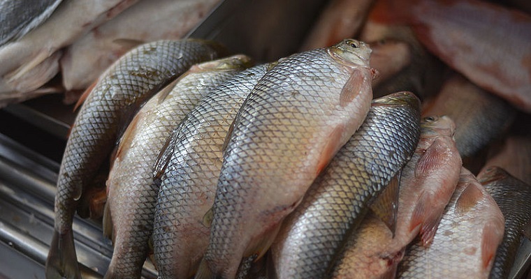 Estudian variación genética de peces antes y después de Hidroituango