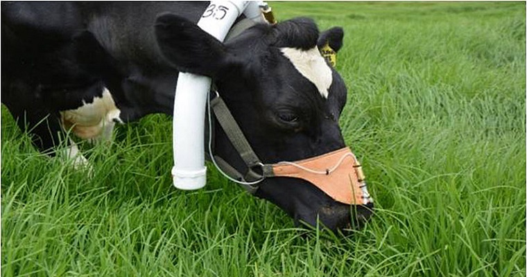 Mejor uso de las pasturas garantiza más leche y menos contaminación