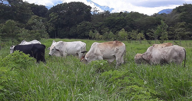 Sistemas silvopastoriles mejoran calidad de los suelos