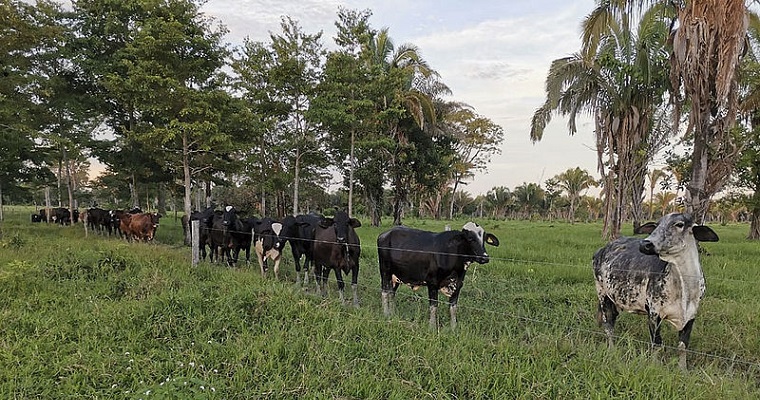 Leche de Arauca, con alto potencial para quesos artesanales