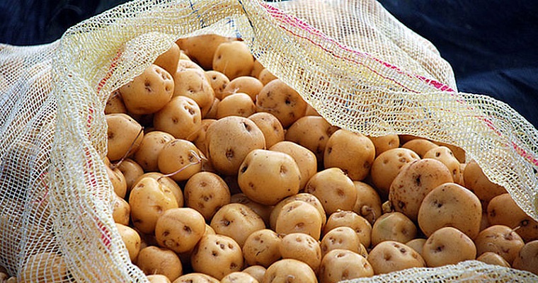 Modelo productivo haría más eficiente el cultivo de papa criolla