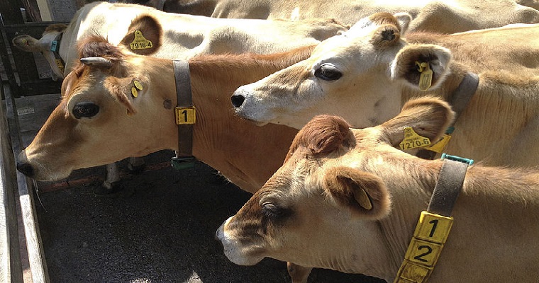 Bioseguridad en fincas prevendría abortos en vacas lecheras