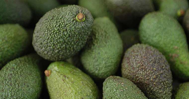 Floración da señales para mejorar rendimiento de aguacate Hass