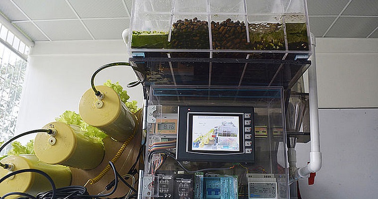 Espinaca y lechuga descontaminarían agua en estanques piscícolas