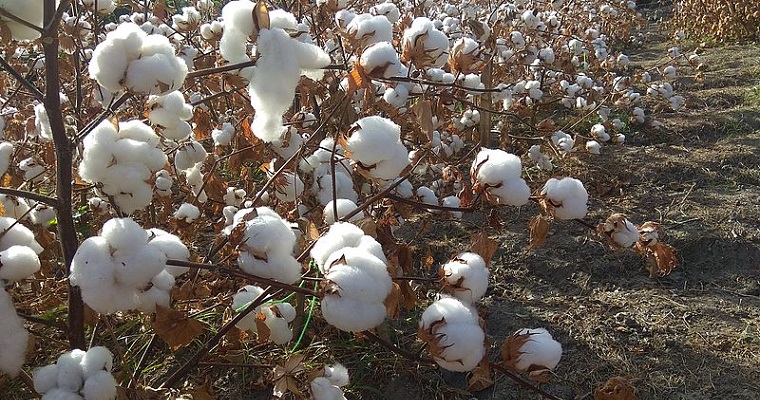 Tres genotipos de algodón resistirían variabilidad climática