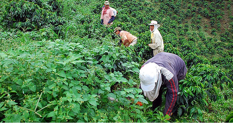 El Ariari, una reserva agroalimentaria en riesgo