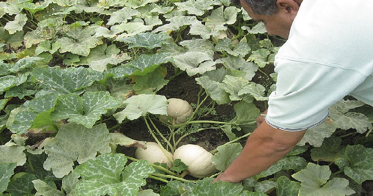 Red agroecológica se abre paso con formas de organización propias