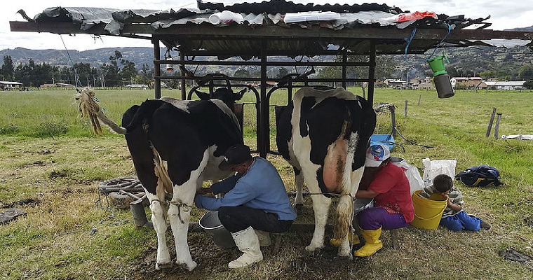 Riesgo de mastitis bovina aumentaría por malas prácticas de manejo