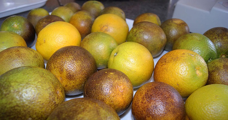 Naranja Valencia y abejas, un sistema agroecológico rentable