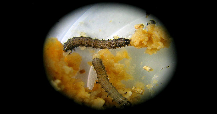 Cultivar insectos, un emprendimiento exitoso