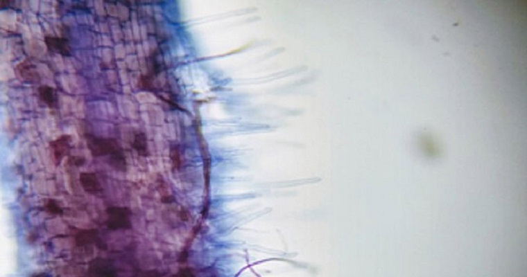 Hongos contribuyen a que las plantas absorban más nutrientes