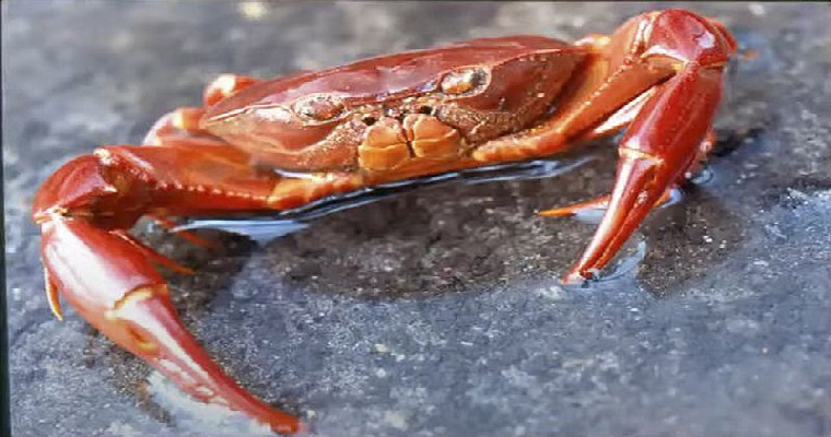 Cangrejos de agua dulce, en alto riesgo