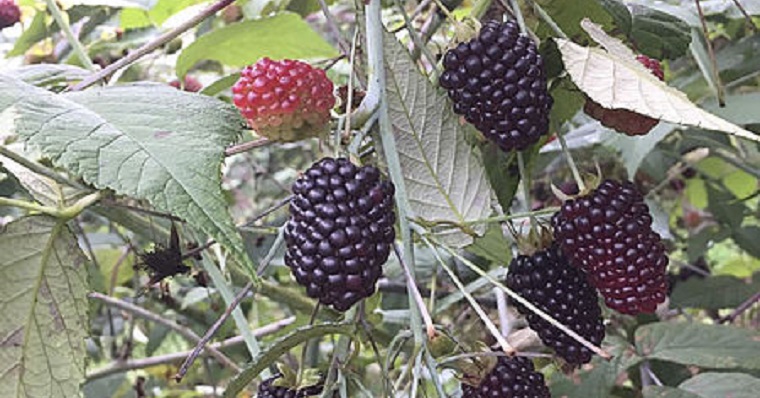 Fertilización integral, la más efectiva para cultivar mora