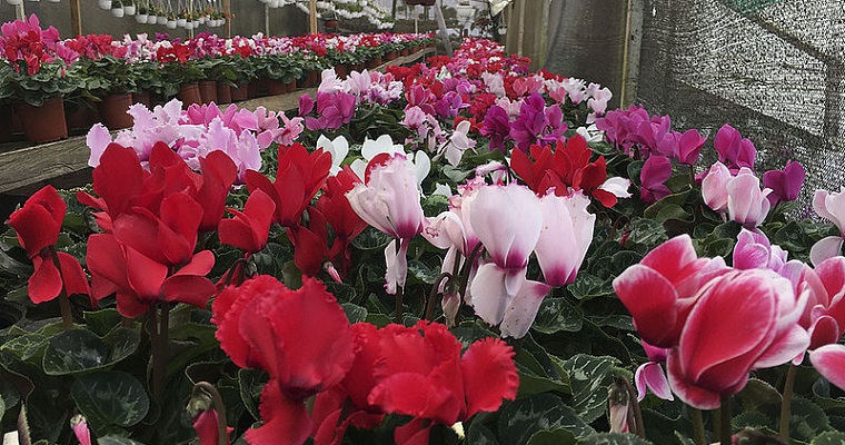 Identifican bacterias que atacan a la violeta de los Alpes