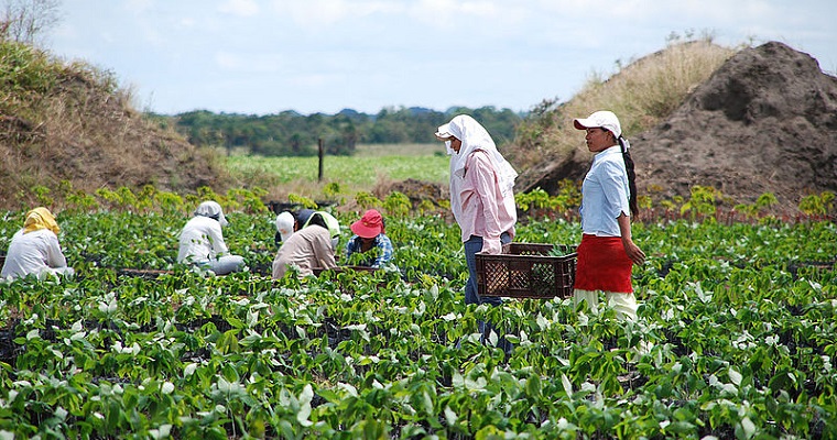 Campesinas boyacenses, las que más saben cultivar tubérculos