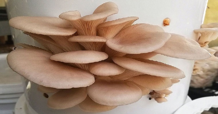 Setas comestibles crecerían más rápido en canecas reutilizables