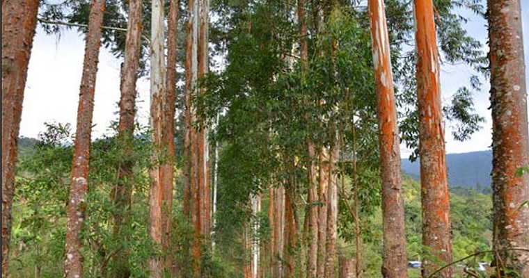 Dulce Aventura, la ruta natural de Pradera para cautivar turistas