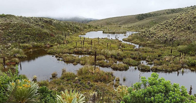 Mosquitos y zancudos, predictores de la calidad del agua de ríos bogotanos