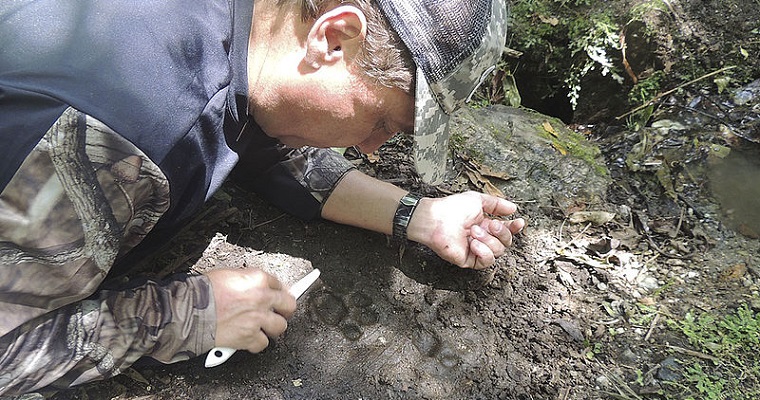 Tras las huellas del jaguar Panthera onca en Los Katíos