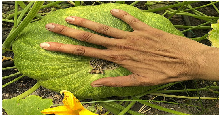 Riego determina características del fruto en cultivos de zapallo