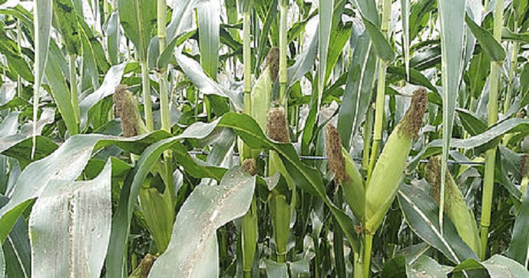 Casas de malla, opción agrícola frente al cambio climático