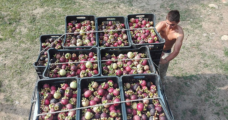 Harina de mangostino, un nutritivo suplemento alimenticio