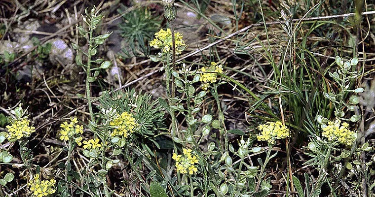 Plantas hiperacumuladoras reducirían contaminación por minería