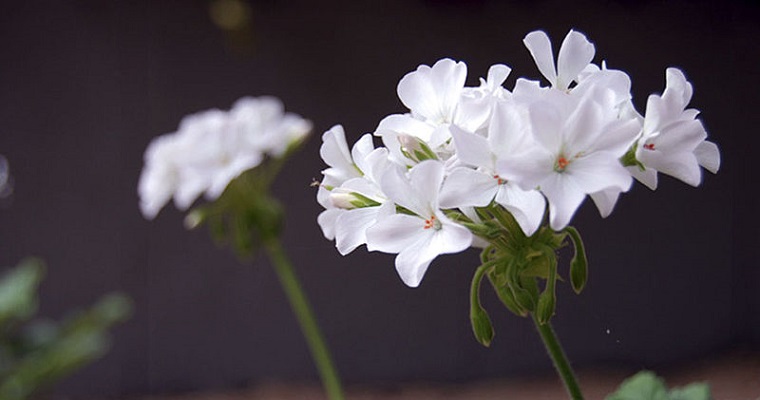 Uso de plantas medicinales se perdería por falta de estudios