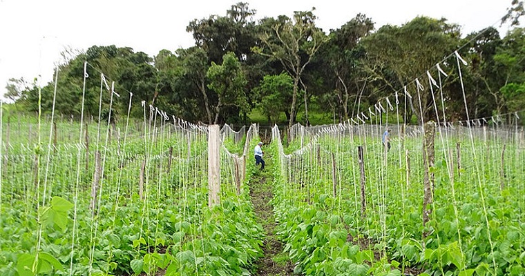 Suelos del Valle, con óptimas condiciones físicas y químicas