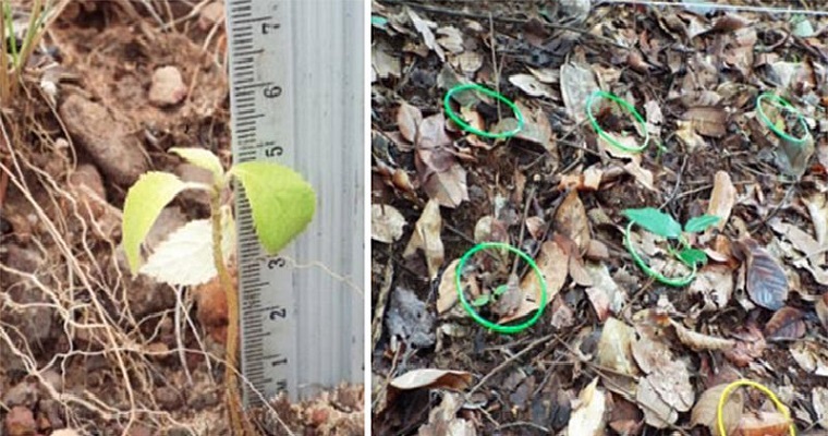 Refugios para murciélagos acelerarían restauración ecológica