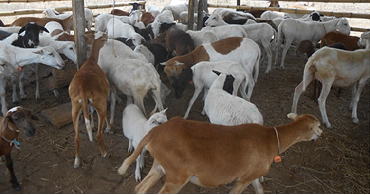Paté de hígado de cordero, rico en hierro y vitaminas