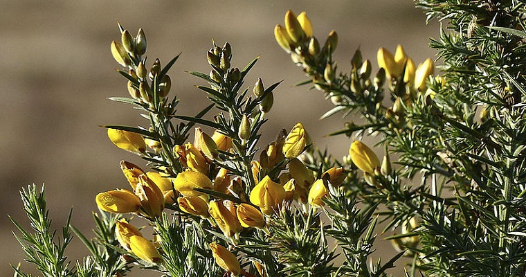 8 métodos para controlar retamo espinoso en Colombia