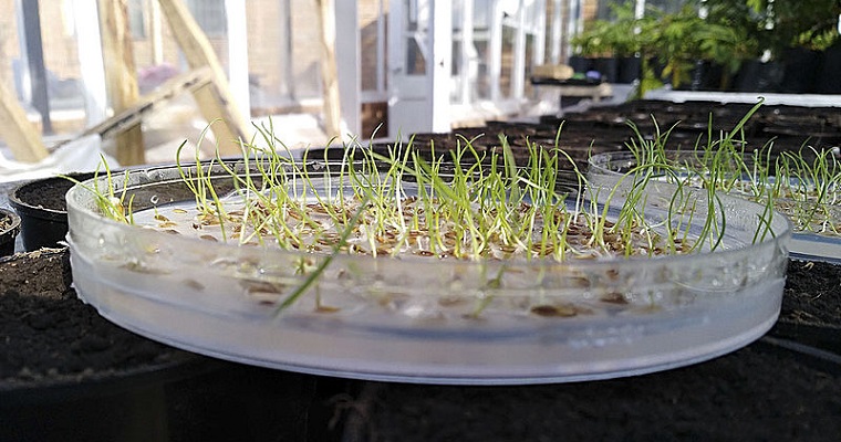 Bacterias mejorarían resistencia a las sequías en pasto para ganado