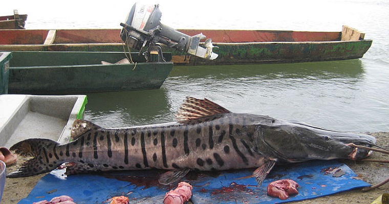 Reproducción de bagres, una actividad viable y rentable