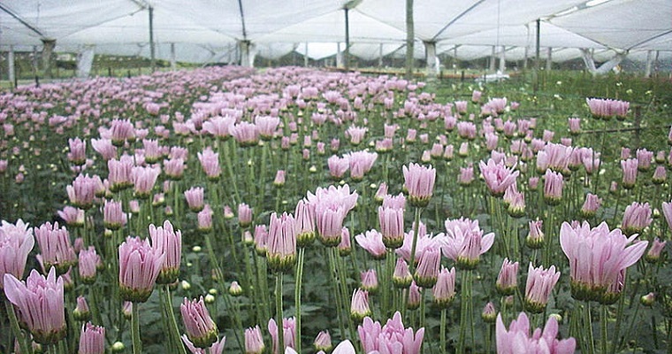 Compostaje de flores, una práctica nutritiva para los suelos